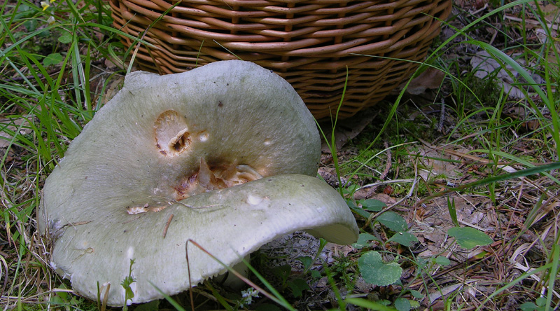 Ritrovamenti del 17 agosto.